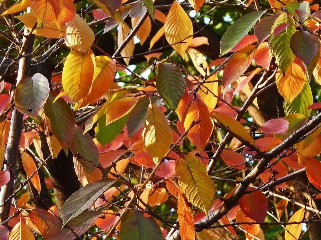 桜の紅葉