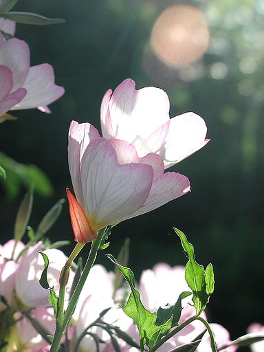 【この色　好き！】春の花＃12