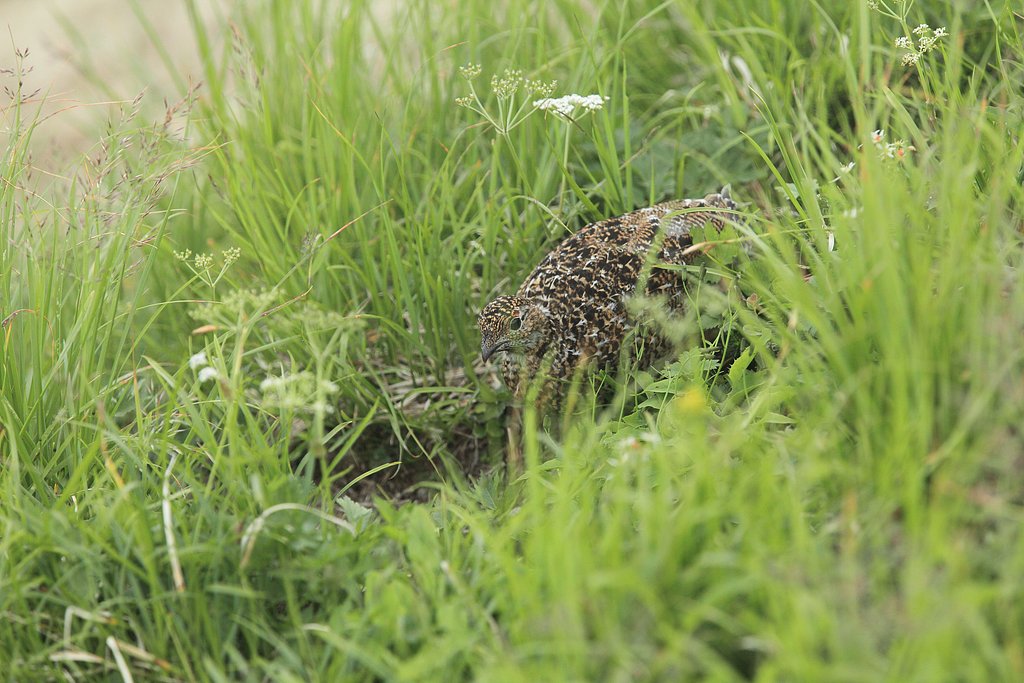 EF70-200mmf2.8蛍＋１．４倍エクステで雷鳥さん　新ＤＰＰでアンシャープ
