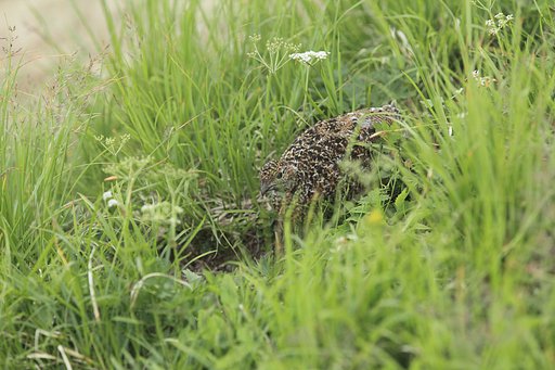 EF70-200mmf2.8蛍＋１．４倍エクステで雷鳥さん　新ＤＰＰでアンシャープ