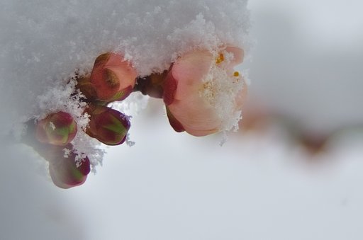 大雪の紅梅