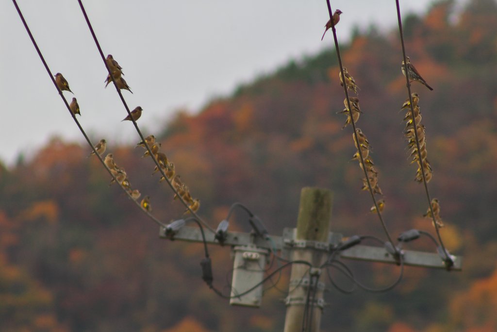 電線に沢山・・