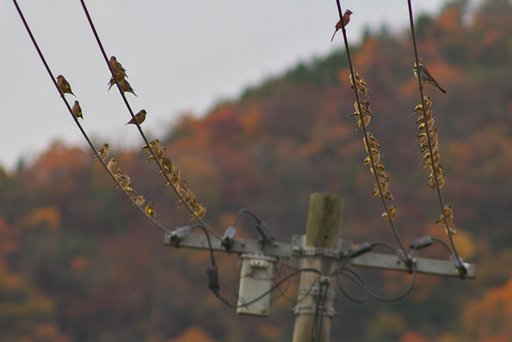 電線に沢山・・