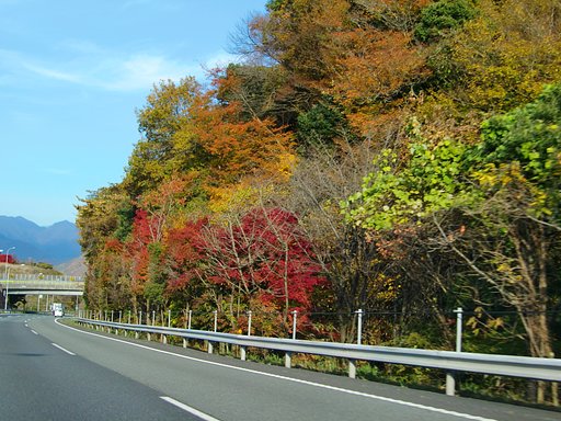 沿道の紅葉