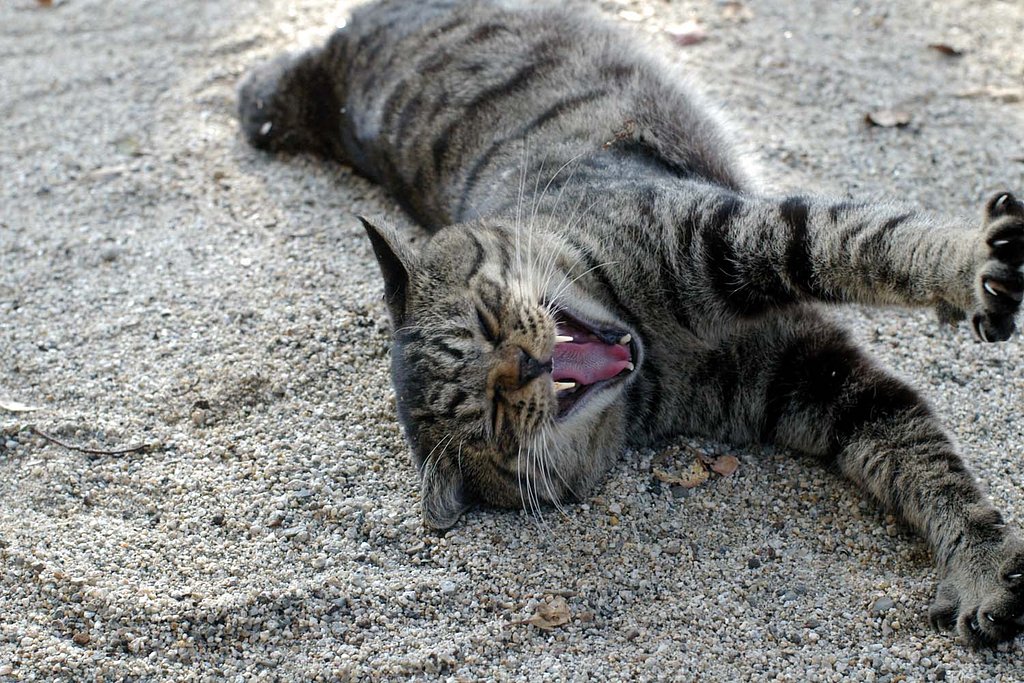 猫その２