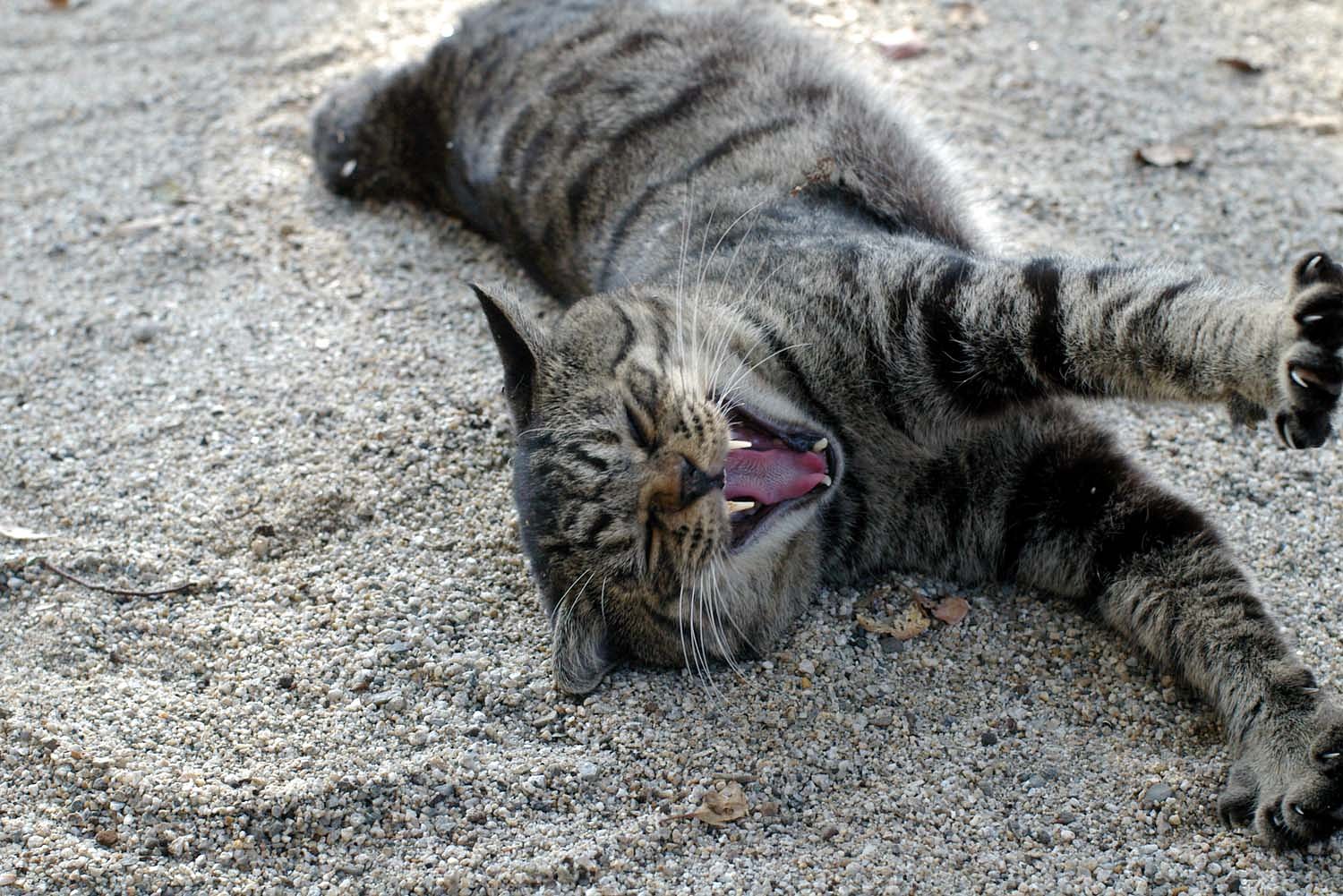 猫その２