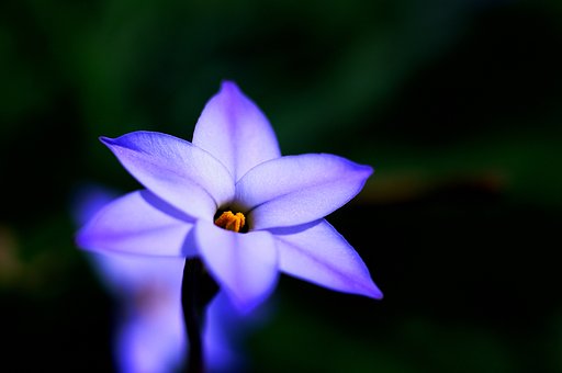 小さい花ですが。