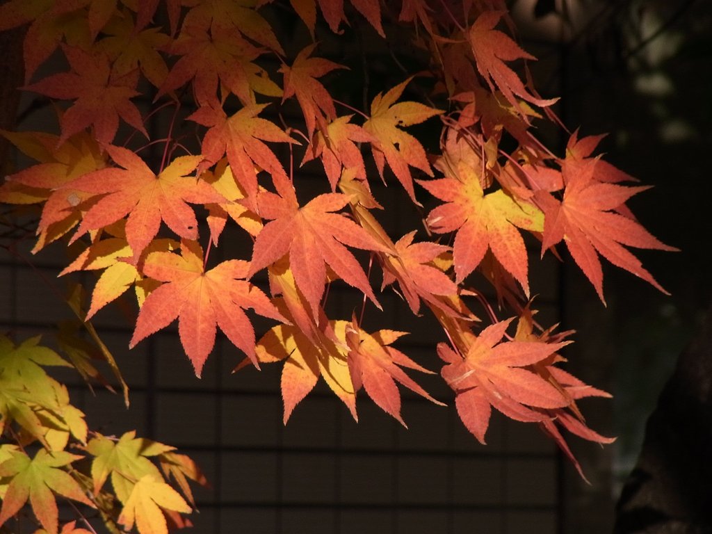 これで紅葉