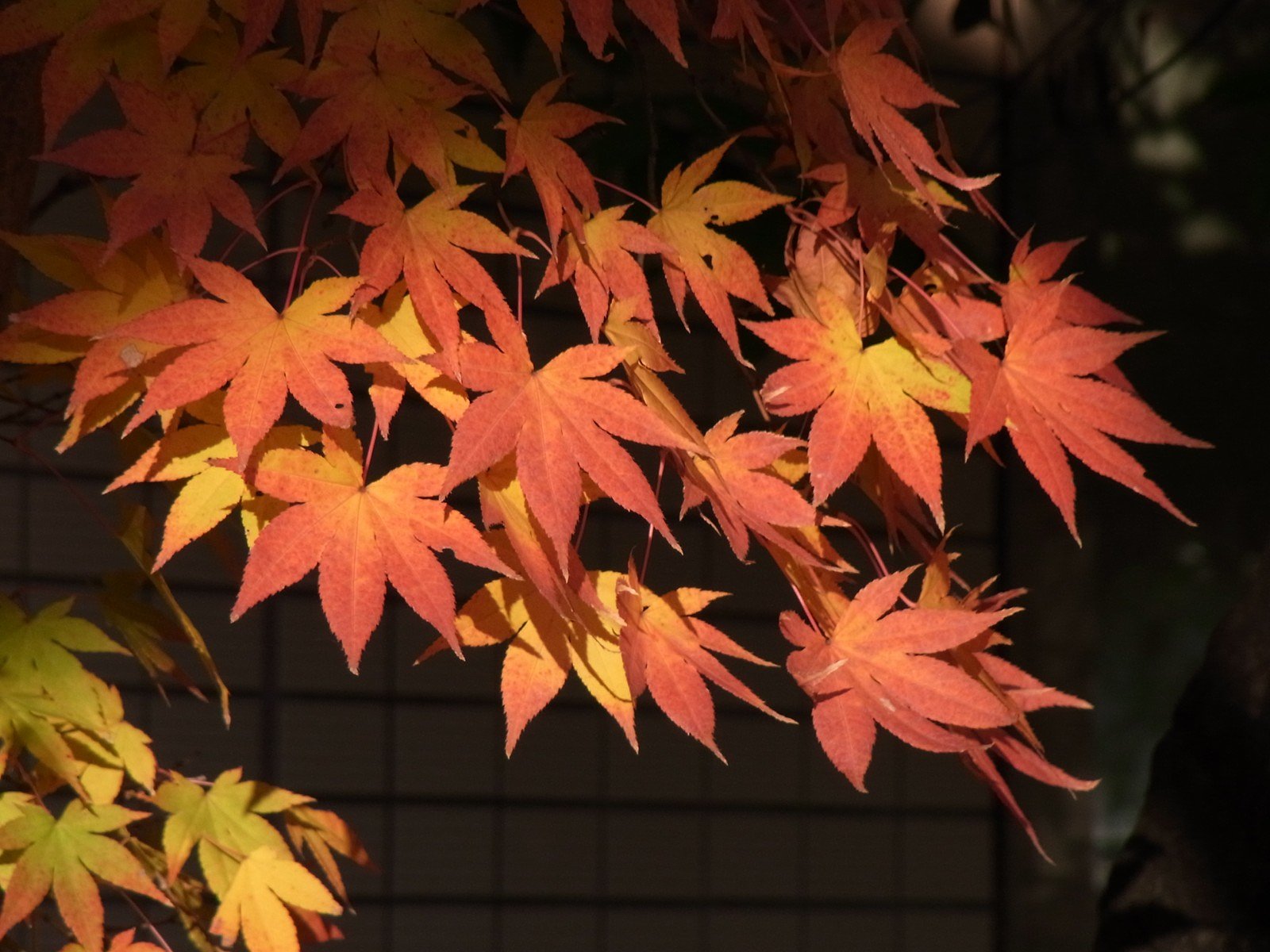 これで紅葉