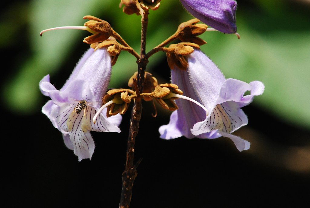 【この色　好き！】山桐の花