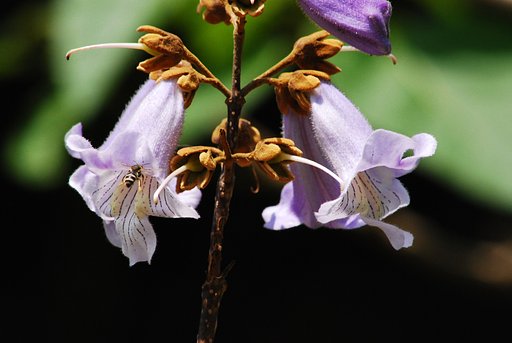 【この色　好き！】山桐の花