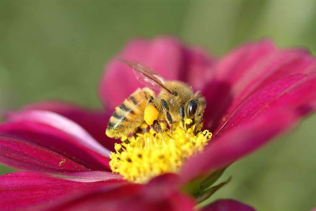 TAMROM 90mm F2.8 Macro