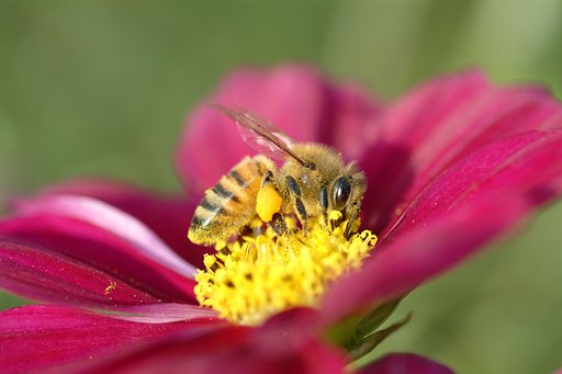 TAMROM 90mm F2.8 Macro