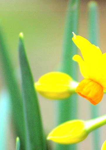 【この色　好き！】春の花#20