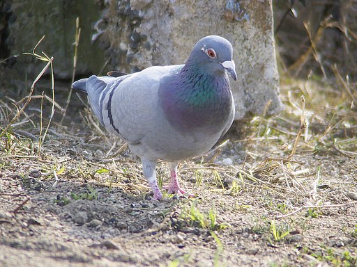 2月2日の写真