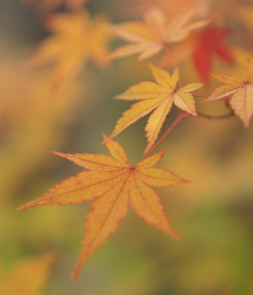 【この色、好き！】 紅葉