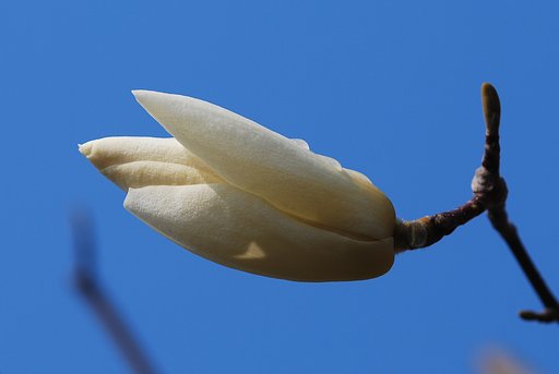 白木蓮