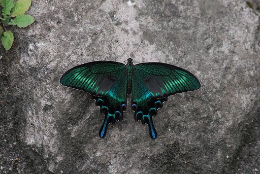 カラスアゲハ