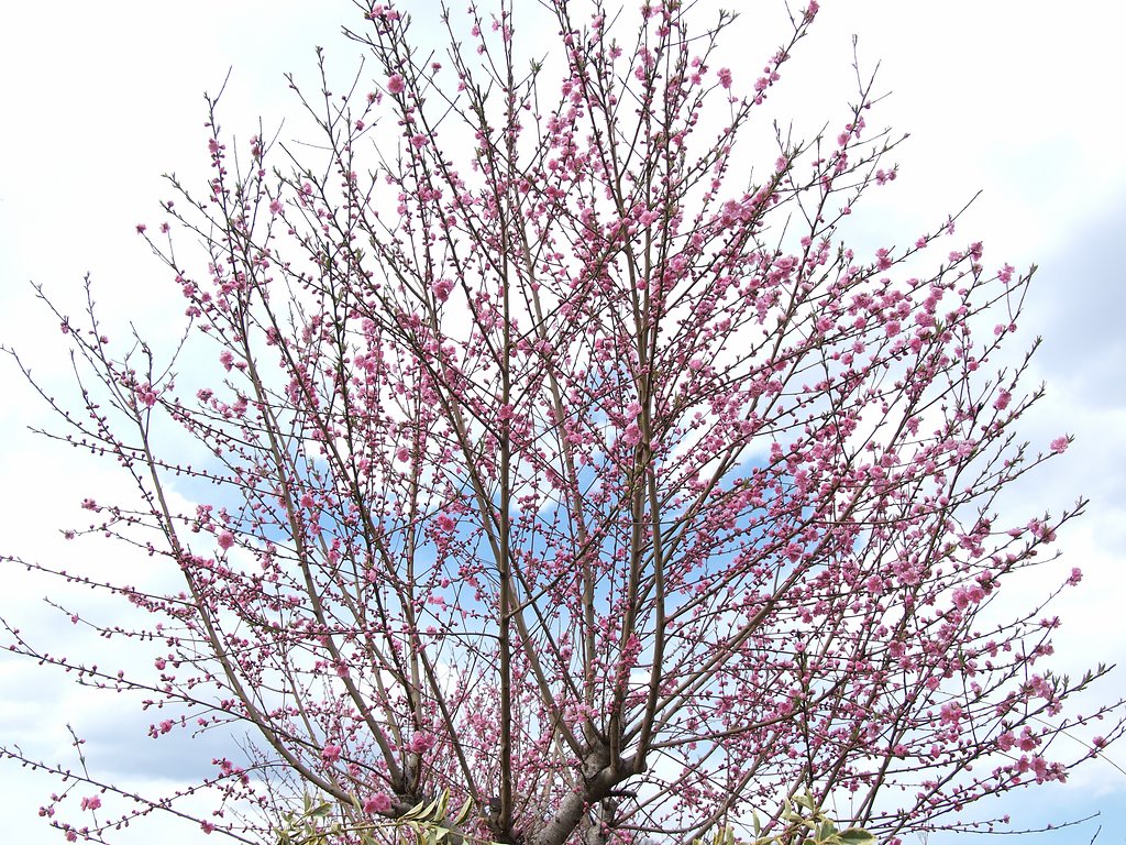 ももの花？