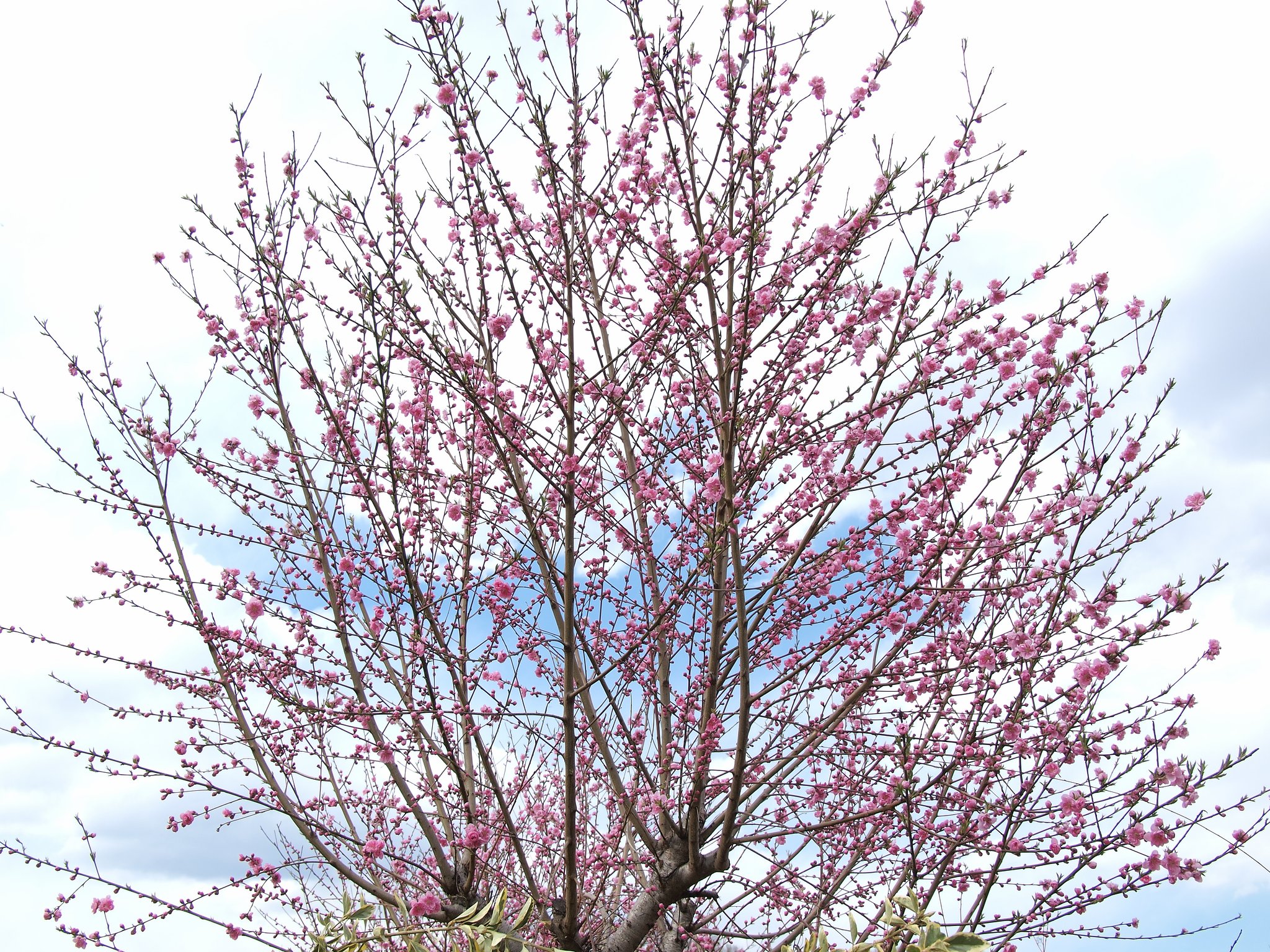 ももの花？