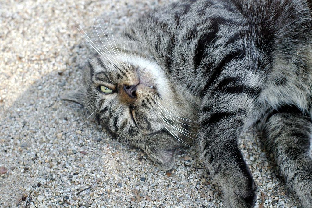 猫その３