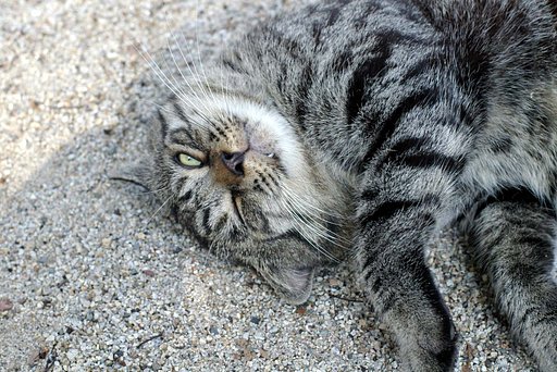 猫その３