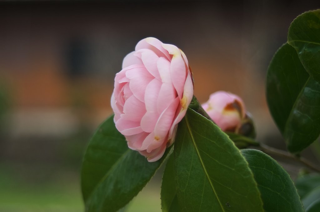 オトメサザンカ