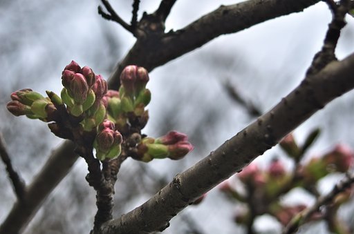 ソメイヨシノの蕾