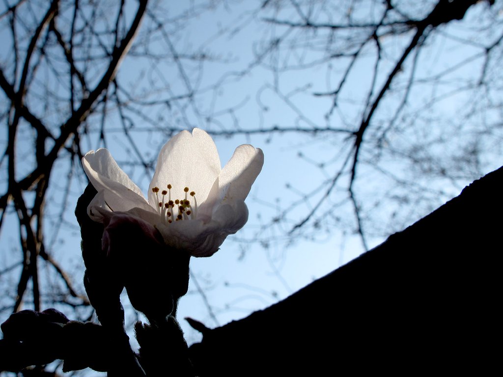 桜
