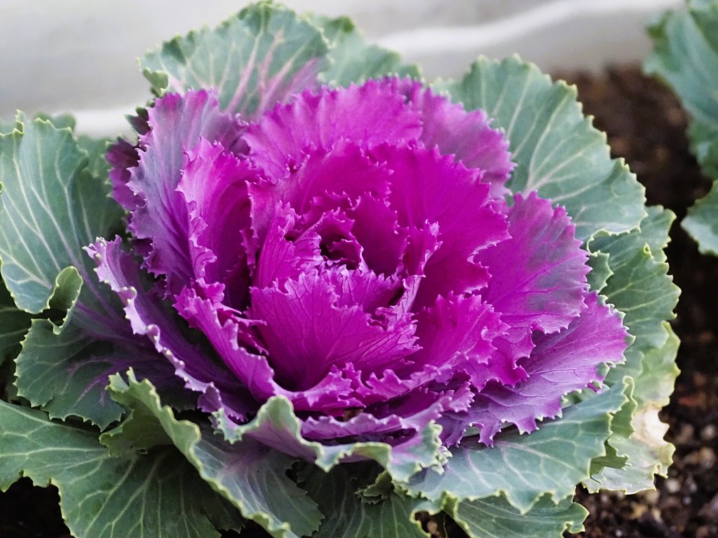 花キャベツ
