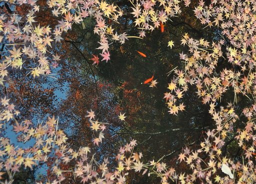 池に映る紅葉