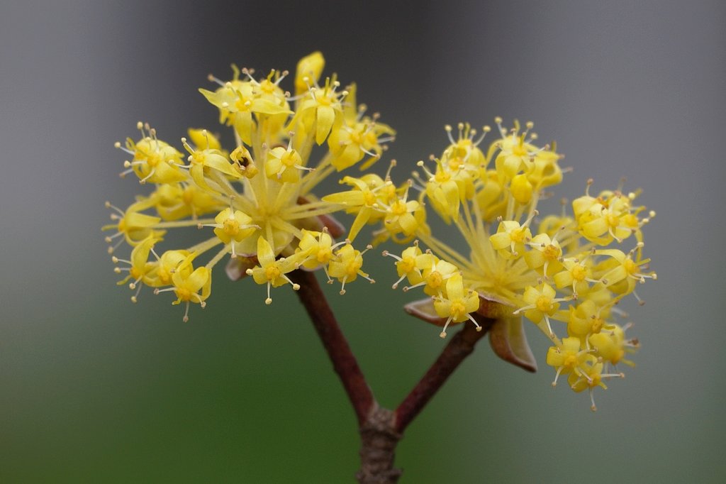 早春の線香花火