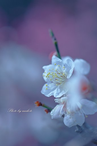 月夜に咲く