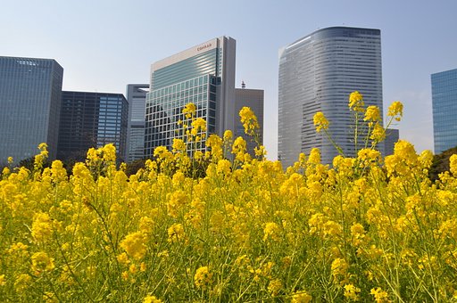 【この色　好き！】菜の花