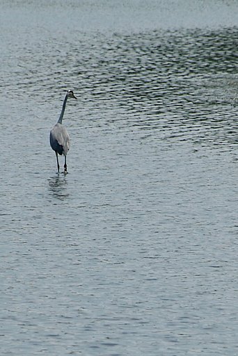 汽水湖のアオサギ