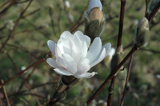 【おだやかに・・・春】木蓮