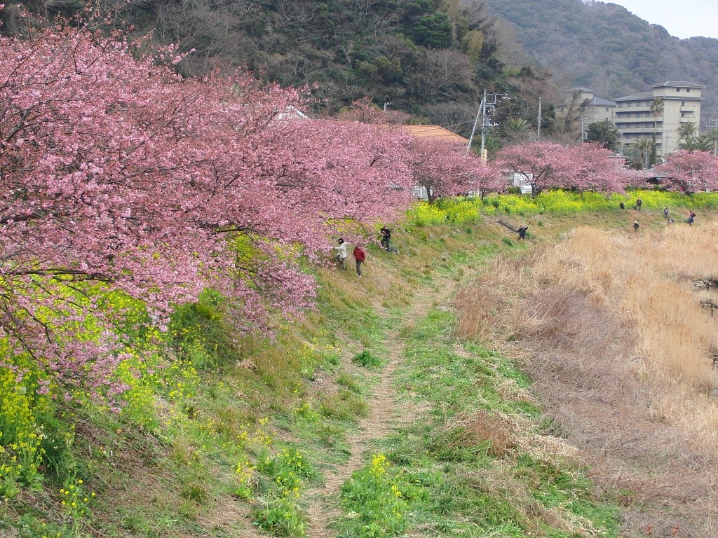 みなみの桜　河津桜