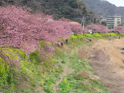 みなみの桜　河津桜