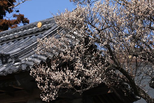 山門の老梅
