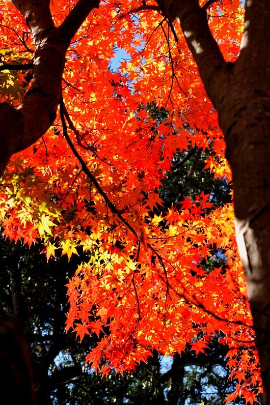 初冬の紅葉