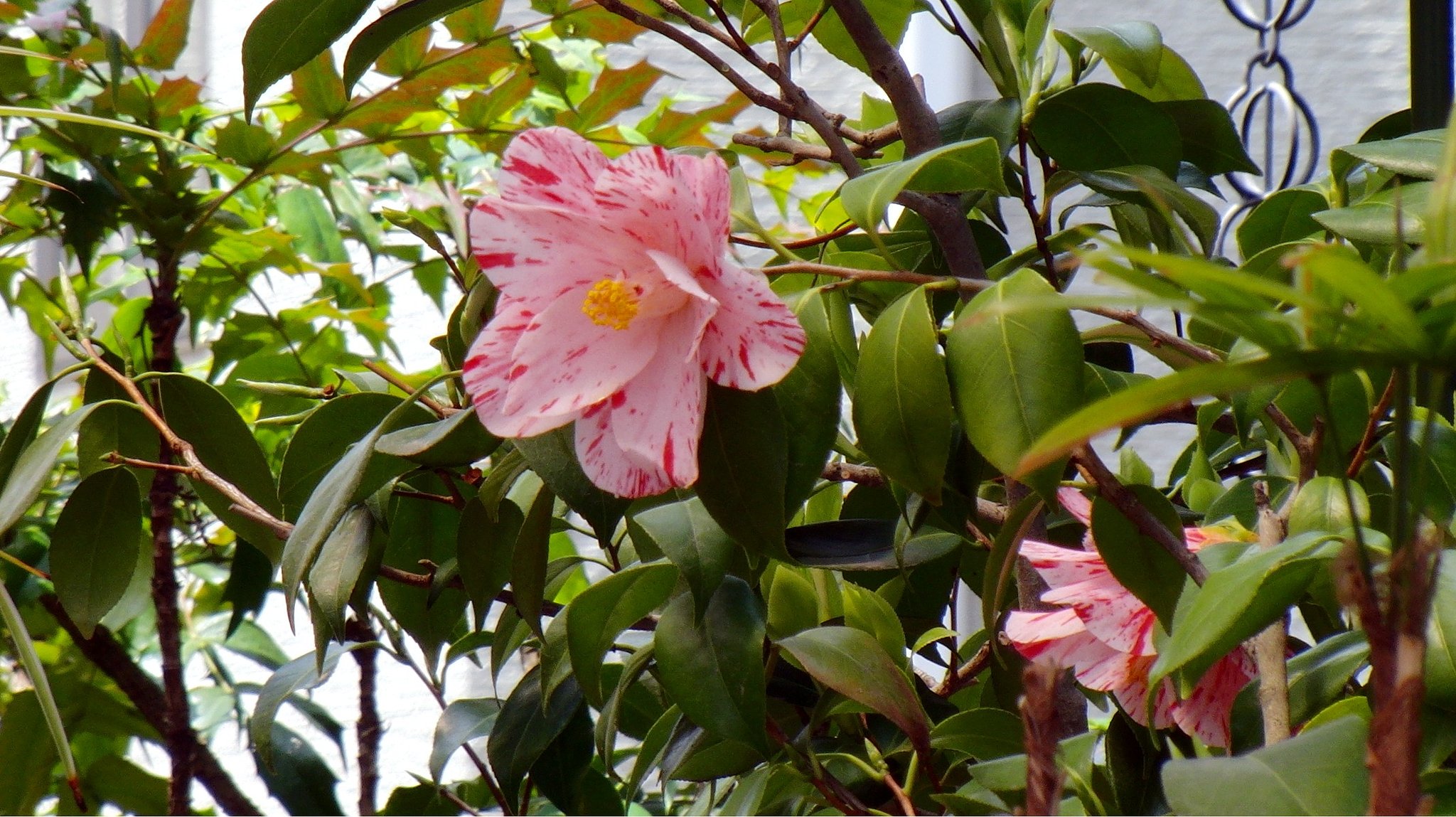 椿その4