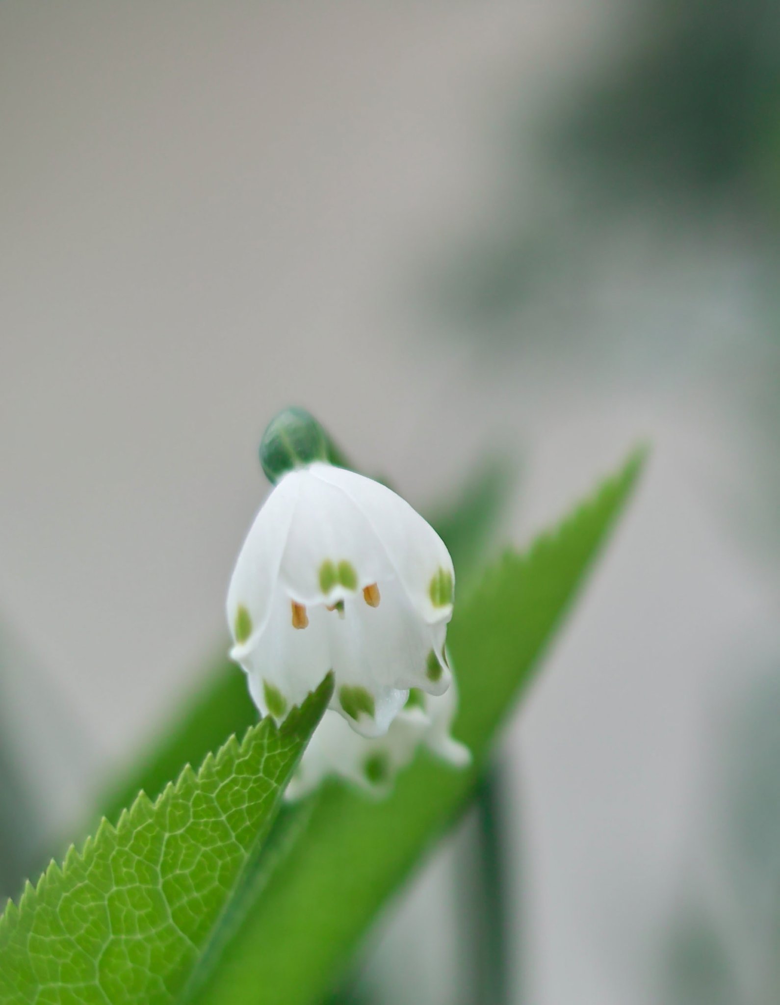 【おだやかに・・・春】大待雪草