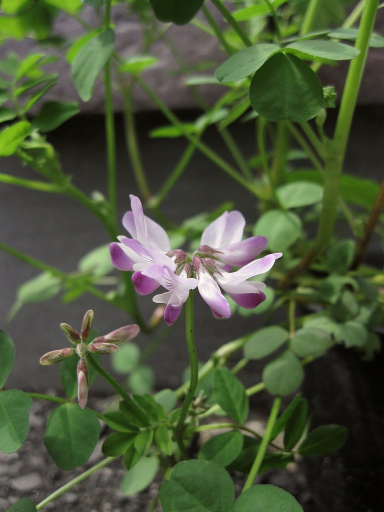 鉢植えのレンゲ草