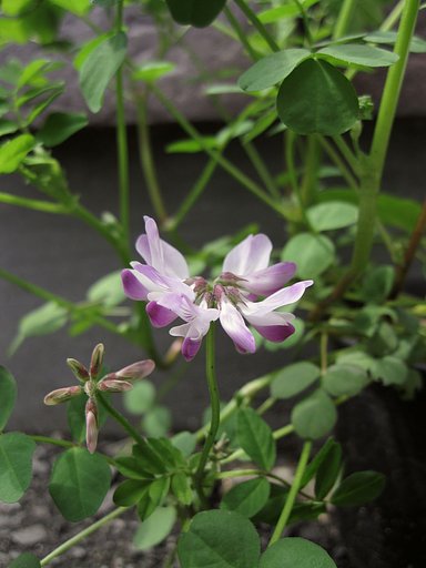 鉢植えのレンゲ草