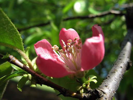 カリンの花