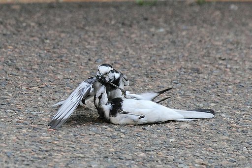 お前たち、何してるんだ？！