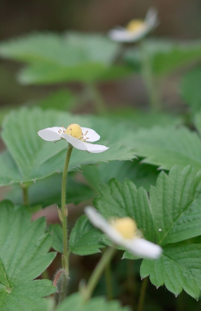 【おだやかに・・・春】イチゴの花