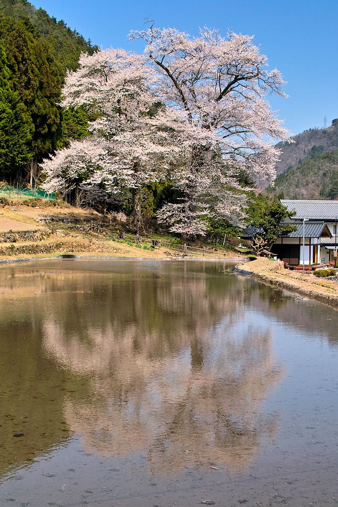 【おだやかに・・・春だぁ〜】 満開だ！苗代桜