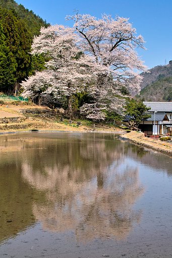 【おだやかに・・・春だぁ〜】 満開だ！苗代桜