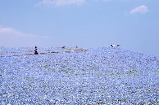 ブルーガーデン・・・